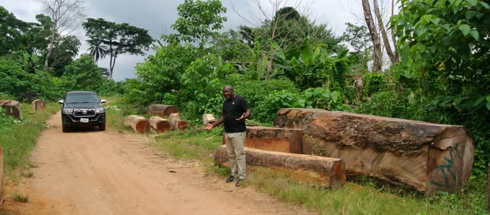 Odey Oyama standing next to illegally cut logs