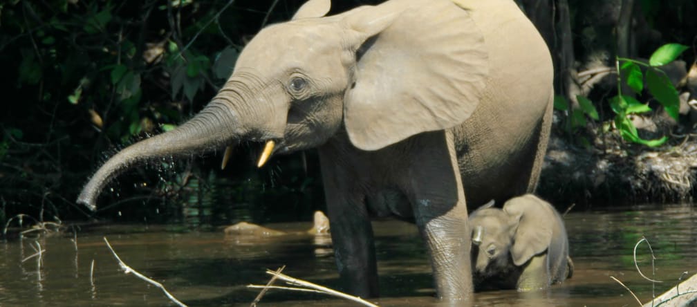 A forest elephant and calf, Cross River, Nigeria A forest elephant and calf standing in a river
