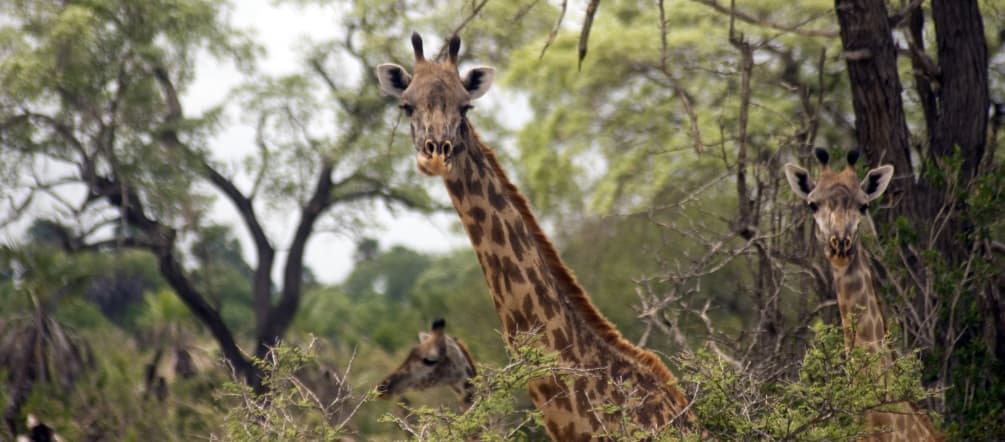 The elephant population in Selous has declined dramatically. Maasai giraffes, Selous Game Reserve, Tanzania