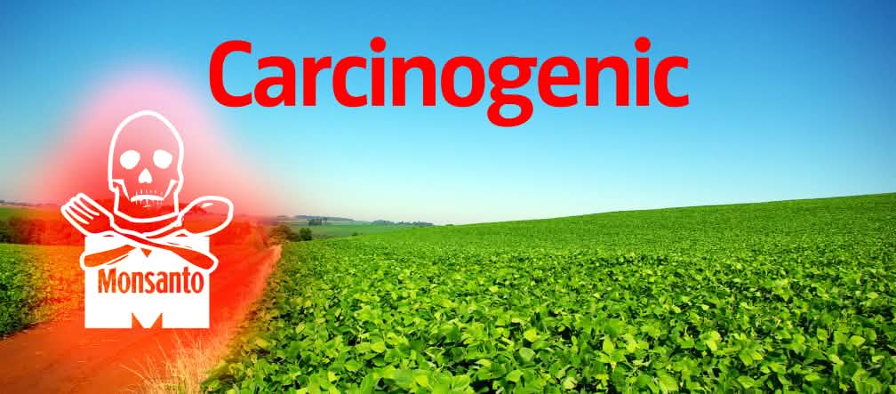 Soja Plantage Monsanto