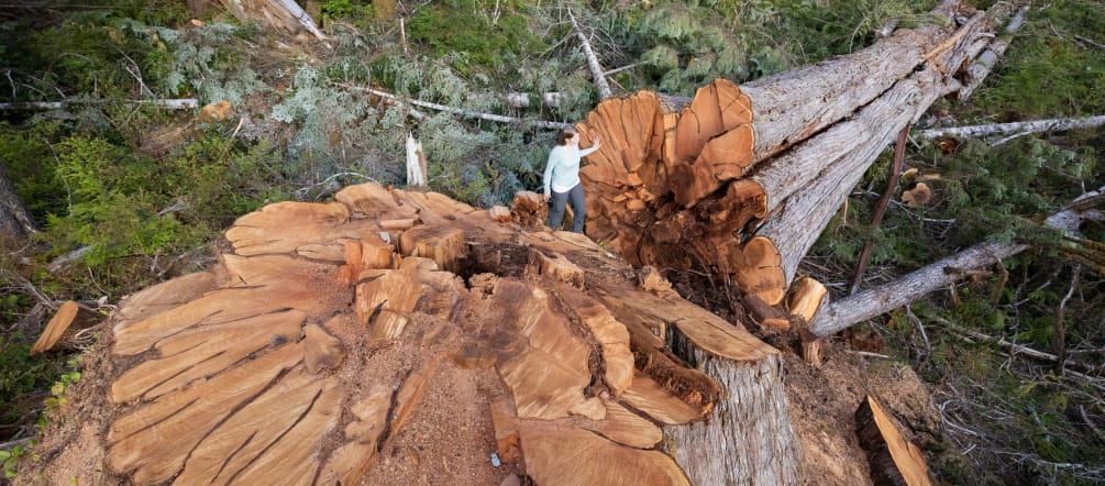 Felled tree in British Columbia, Canada