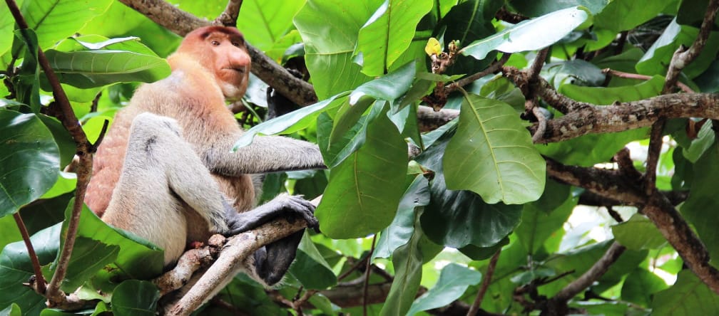 Destroying peat forests robs proboscis monkeys of their habitat.