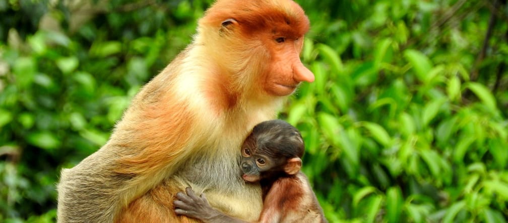Proboscis monkey and baby