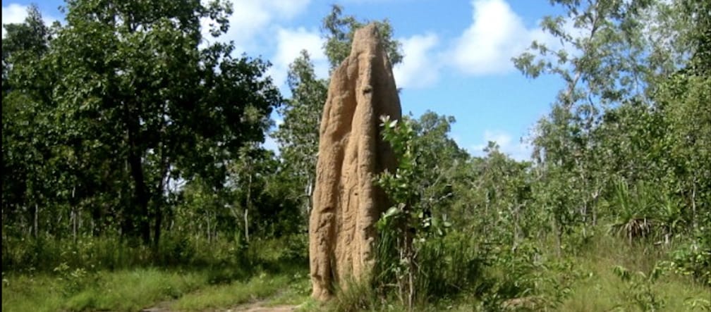 Termite mound