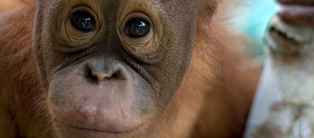 Orangutan portrait