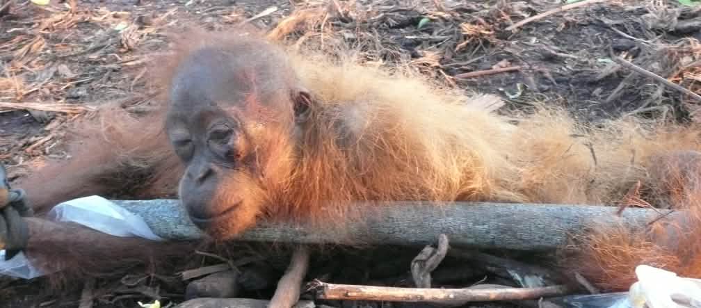 A young orangutan on an oil palm plantation Juvenile orangutan on an oil palm plantation