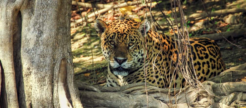 A jaguar in Mato Grosso do Sul, Brazil Jaguar in Mato Grosso do Sul (Brazil)