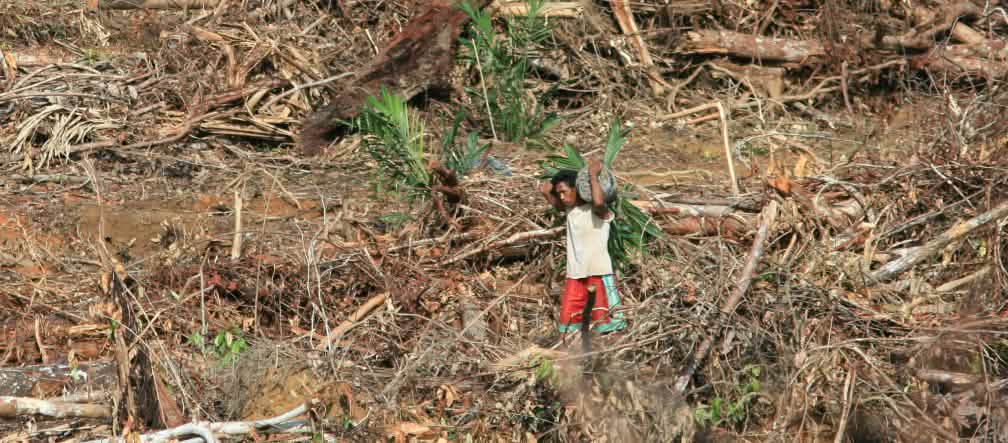 Deforestation in Papua province Oil palm plantation on Papua