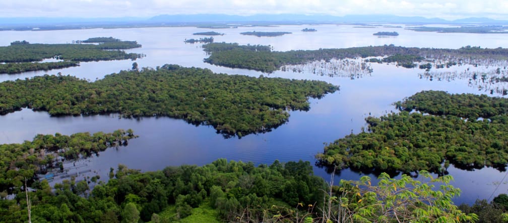 Mangroves