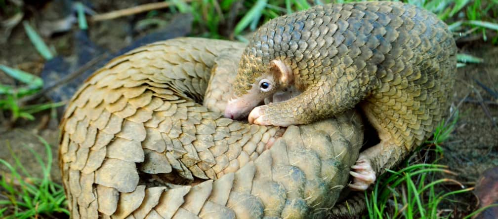 A young pangolin together with his mother, who is curled up