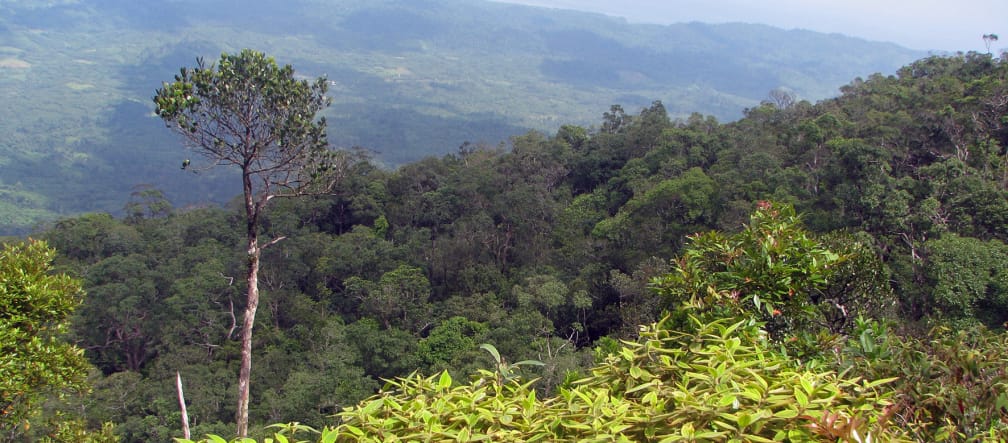 Mountain landscape with dense forest