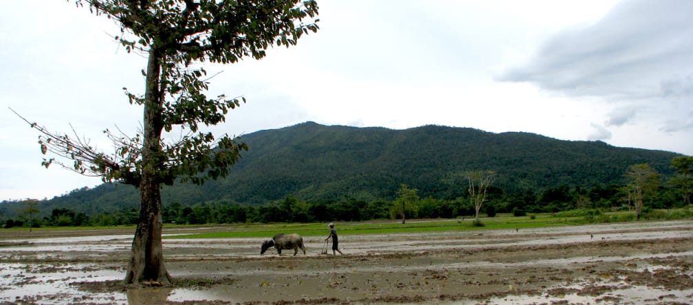 A farmer works an irrigated area with a cattle, in the background a mountain ridge
