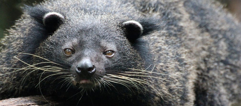 Black bear-like animal with long whiskers lies on a tree trunk and faces the camera