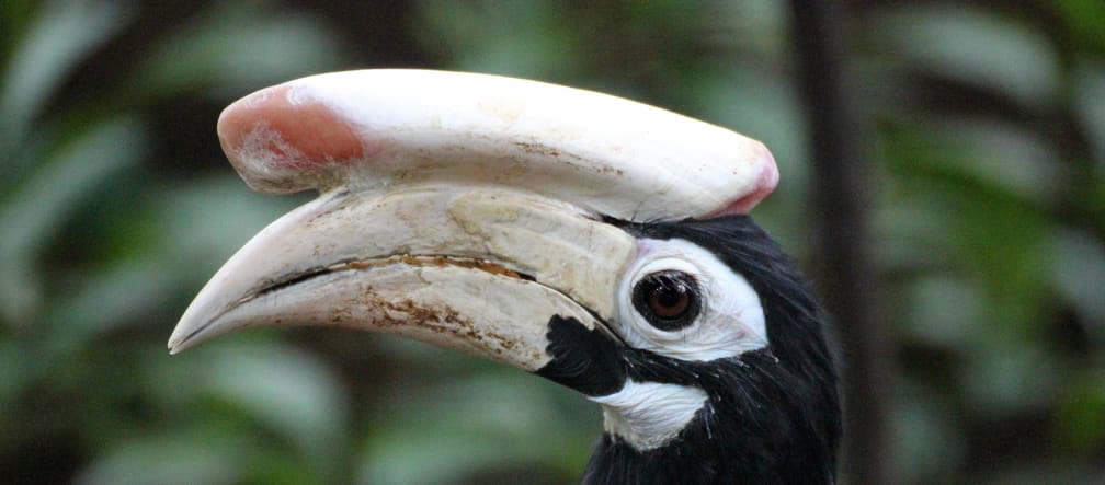 Profile view of a black hornbill. An equally large horn lies on the matt white beak. The eyes are outlined in white