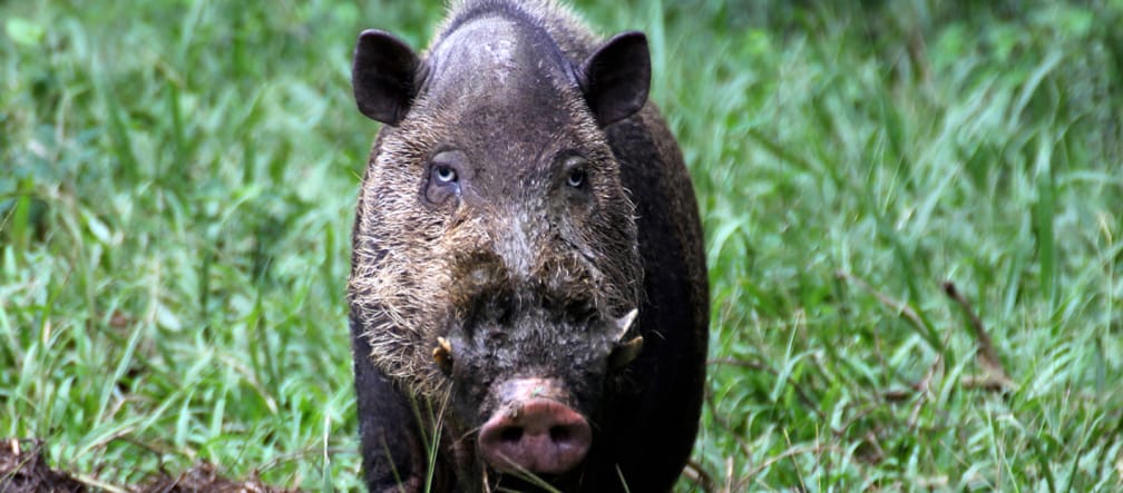 Frontal view of a black pig