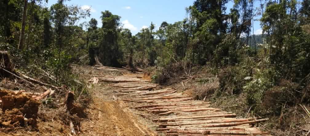 PepsiCo is not letting the rainforest stand in the way of its palm oil needs.<br>(photos: Jay Ullal, PepsiCo; montage: Rainforest Rescue)