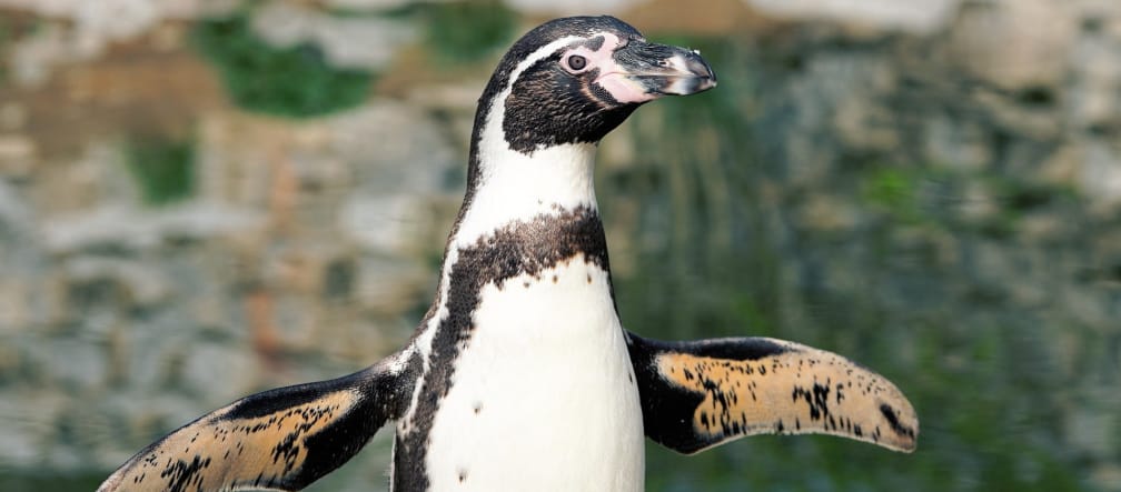 13,000 pairs of the endangered Humboldt penguins breed in Chile’s La Higuera/Isla Chañaral region Humboldt penguin