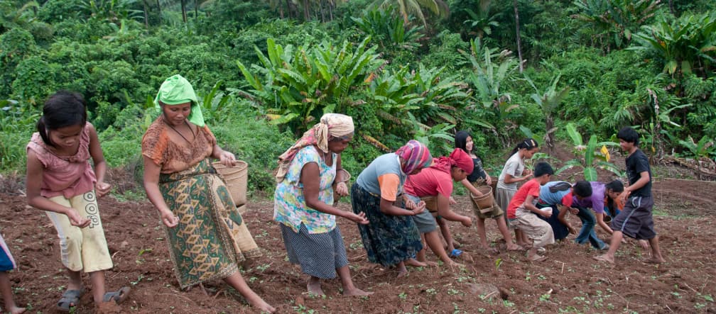 Indigenous people grow vegetables and rice on small plots within the forest. They stand to lose their livelihoods if the forest were to be cleared. Women planting upland rice