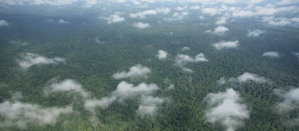 Aerial view of dense rainforest with clouds