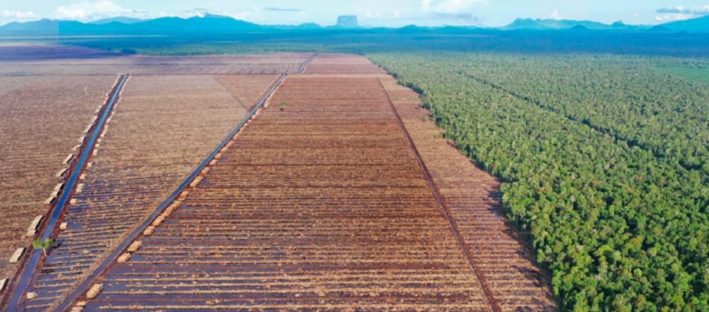 Left: clearing for paper industry; right: rainforest