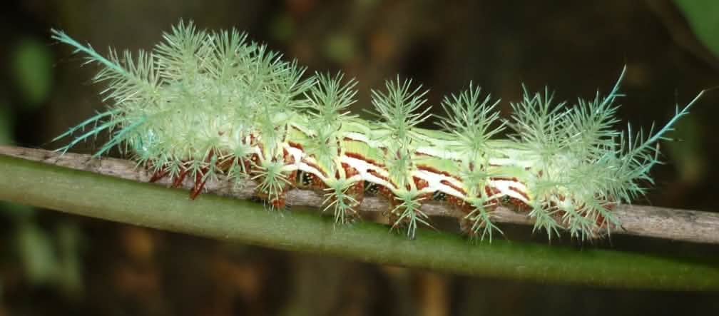 Caterpillar of the Automeris sp. moth