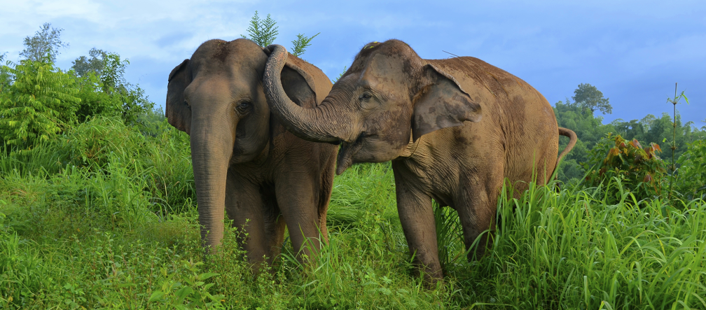 Two elephants in grassland
