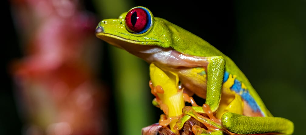A colorful red-eyed tree frog sitting on a flower