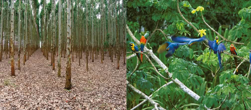 This is not a forest.
