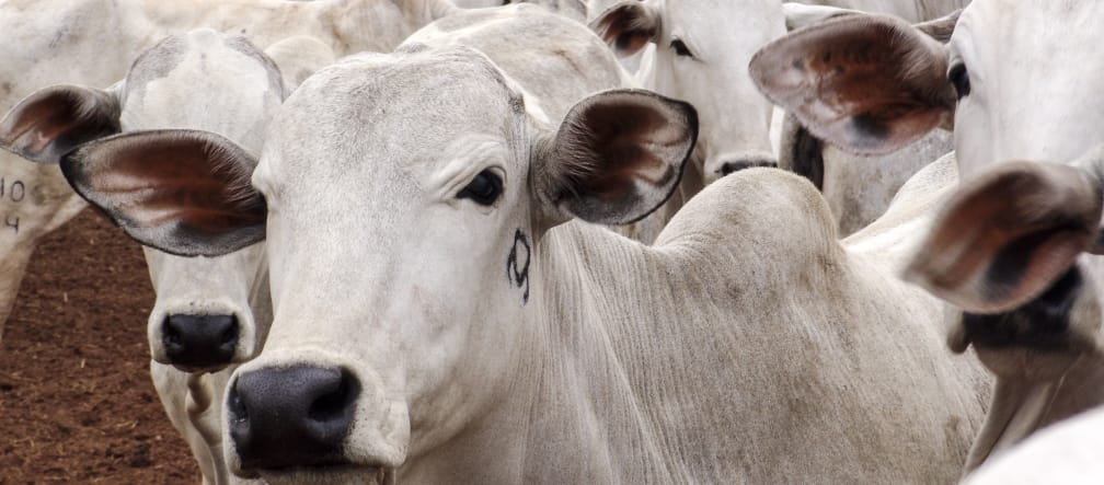 The Mercosur countries want to export even more beef to the EU. Cattle herd in Mato Grosso