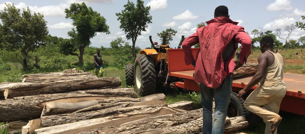 Rosewood logs in Ghana