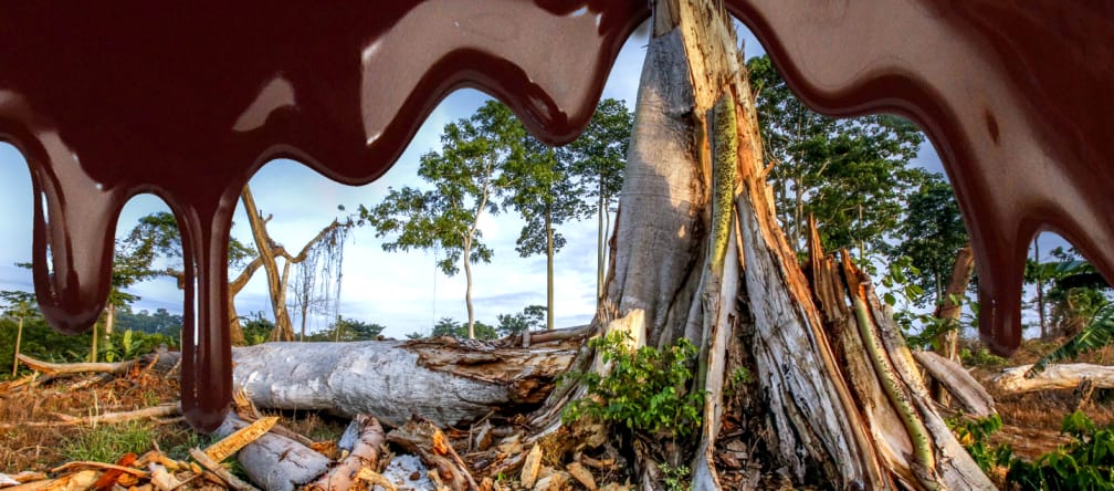Stop destroying West Africa’s rainforests for chocolate! Photomontage: rainforest clearing and Mars logo