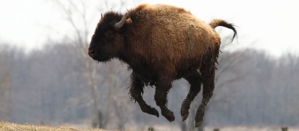 Reprieve for bison and caribou habitat Bison