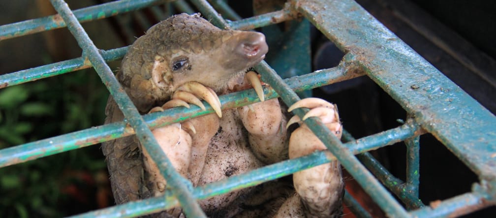 Captive pangolin Pangolin in a cage at the Riau Natural Resource Conservation Centre, Indonesia