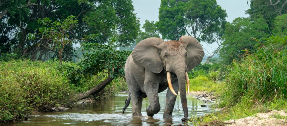 Forest elephant in Africa