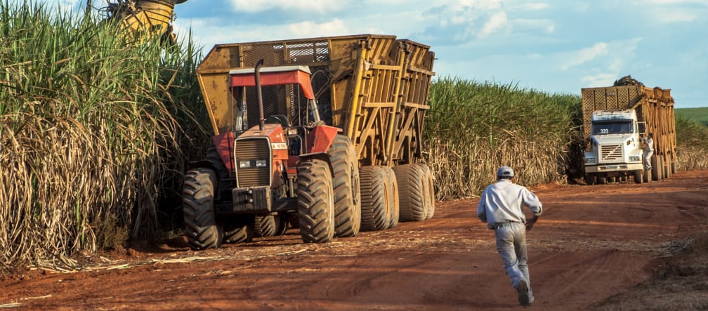 Sugar cane harvesting in Brazil (Mato Grosso, Brazil)