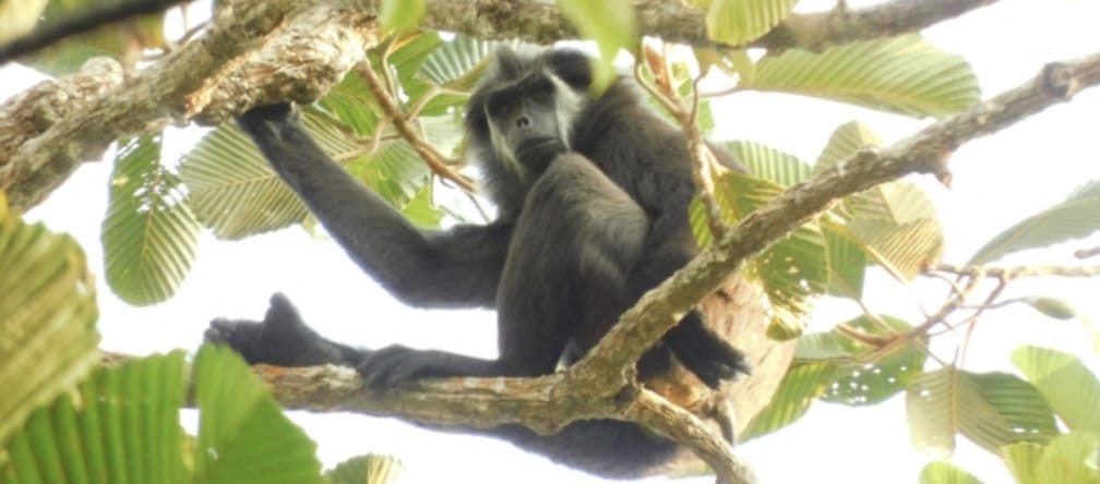 pig-tailed langur in a tree
