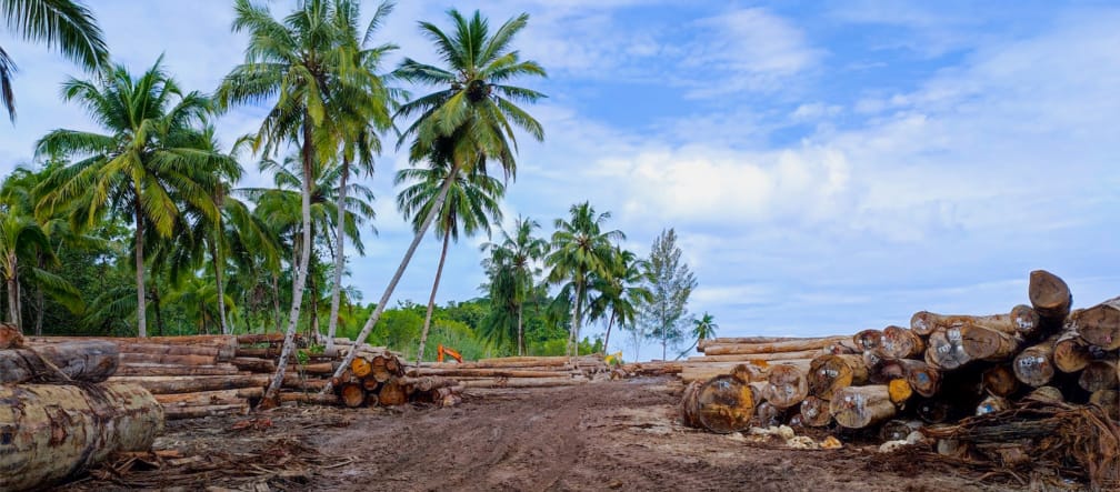Logs under palms