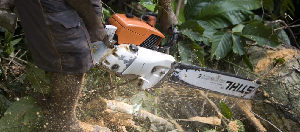 Clearing the rainforest: loggers around the world use Stihl chainsaws. A logger with a Stihl chainsaw