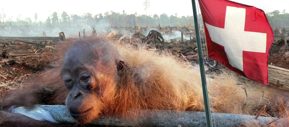 Montage: Restrained juvenile orangutan and Swiss flag