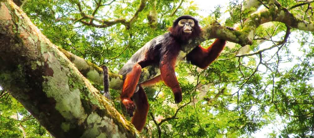 A colobus: its habitat is threatened by palm oil plantations
