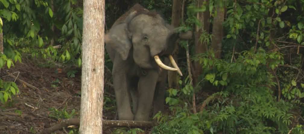 Sumatran forest elephant