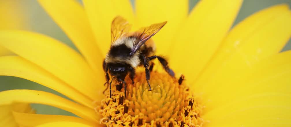 Pollinating insects such as honeybees and bumblebees are vulnerable to neonicotinoids.