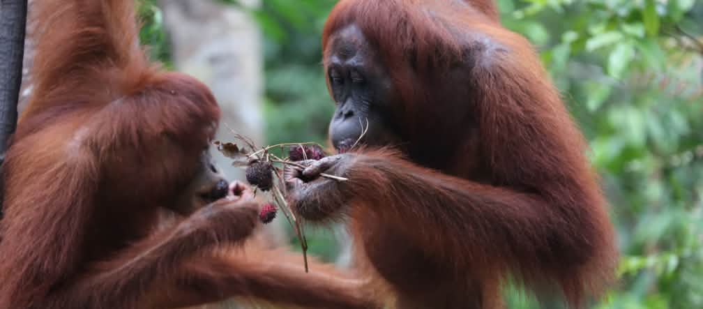Orangutans need intact forests. 2 orangutans eating fruit