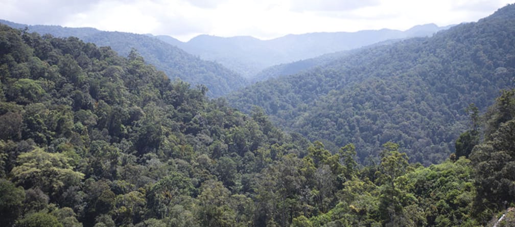 View of the rainforest from above