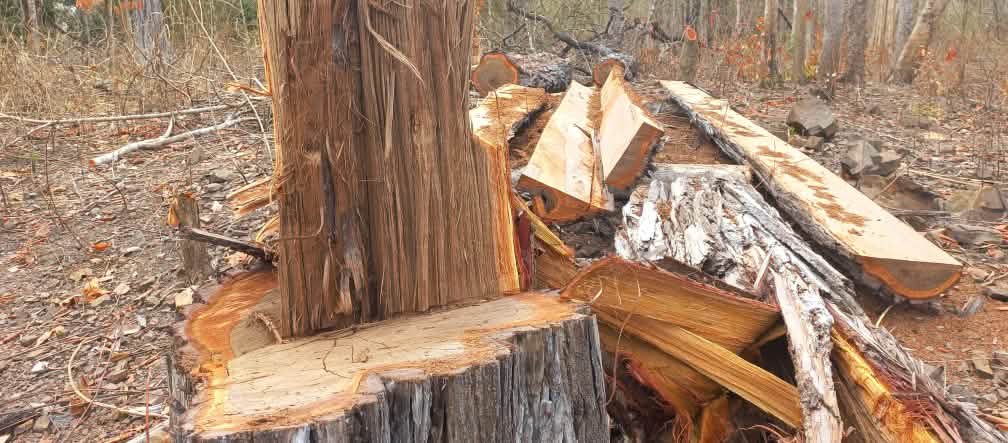 Stump and planks of a sawn up giant tree in the forest