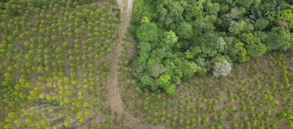 Aerial view of TPL eucalyptus plantations encroaching on rainforest