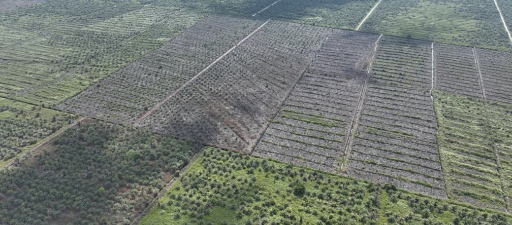 Aerial photo of new plantations