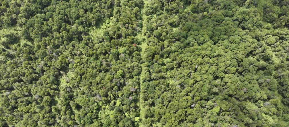 Aerial photo of peat swamp forest