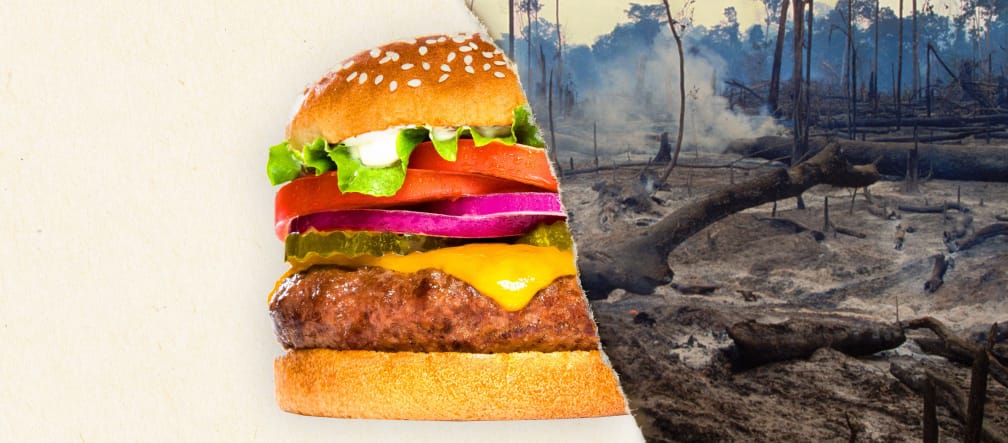 Burger King is tight-lipped about its suppliers. A two-part image – on the left a burger, on the right a clear-cut rainforest
