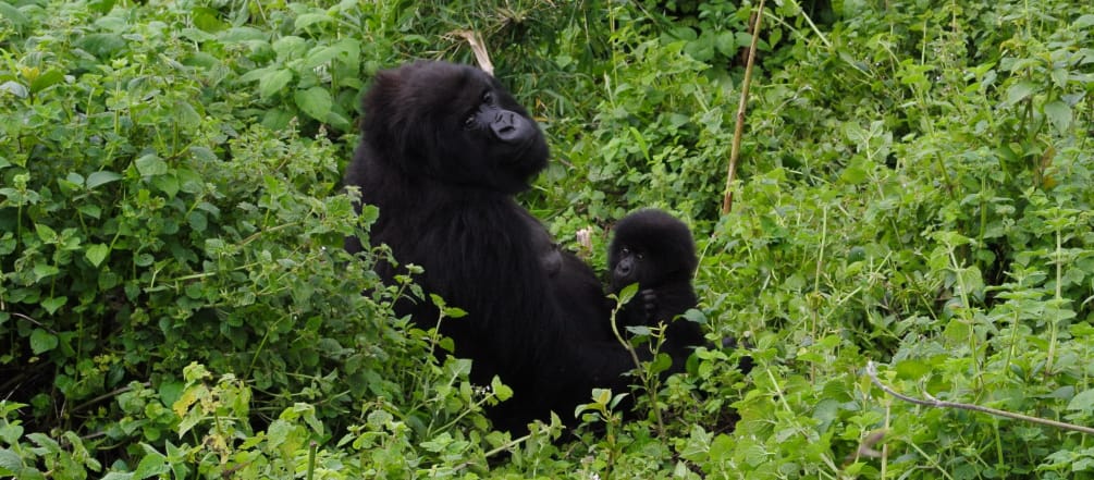 Gorilla mother and baby in Virunga